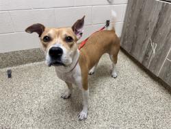 Shelter Stray Female Dog last seen Near BLOCK N CHESTNUT ST, COLORADO SPRINGS CO 80907, 610 Abbot Ln, Colorado Springs, CO 80905, USA