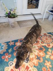Reunited Female Dog last seen El Dorado ests trailer park, St. Peters, MO 63376