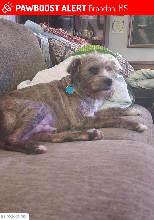 Lost Male Dog last seen Trickham Bridge Rd, Brandon, MS 39042