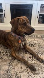 Reunited Male Dog last seen Near Ace Ct., Parkton, NC 28371
