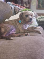 Lost Male Dog last seen Trickham Bridge Rd, Brandon, MS 39042