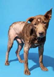 Shelter Stray Male Dog last seen Near BLOCK SMITHFIELD ST APT 1107, 2020 Forest St, Jacksonville, FL 32204, USA