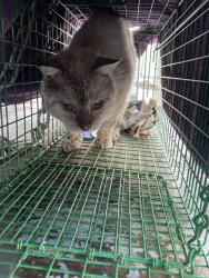 Shelter Stray Unknown Cat last seen Near BLOCK GUNDRY AVE LONG BEACH CA 90805, 7700 E Spring St, Long Beach, CA 90815, USA