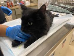 Shelter Stray Female Cat last seen , 3839 W Burnham St, West Milwaukee, WI 53215, USA