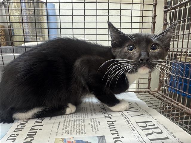 Shelter Stray Male Cat last seen , 957 N Gaffey St, San Pedro, CA 90731, USA