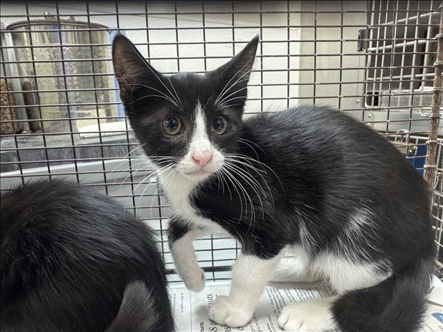 Shelter Stray Male Cat last seen , 957 N Gaffey St, San Pedro, CA 90731, USA