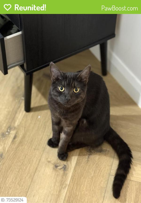 Reunited Male Cat last seen Palace square- playdell avenue, Greater London, England SE19 2LS