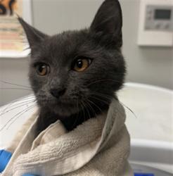 Shelter Stray Male Cat last seen Near BLOCK TAFT AVE, HEMET CA 92543, 581 S Grand Ave, San Jacinto, CA 92582, USA