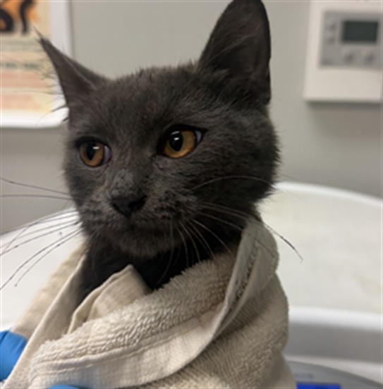 Shelter Stray Male Cat last seen Near BLOCK TAFT AVE, HEMET CA 92543, 581 S Grand Ave, San Jacinto, CA 92582, USA