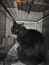 Shelter Stray Male Cat last seen , West Valley Animal Shelter, 20655 Plummer St, Chatsworth, CA 91311, USA