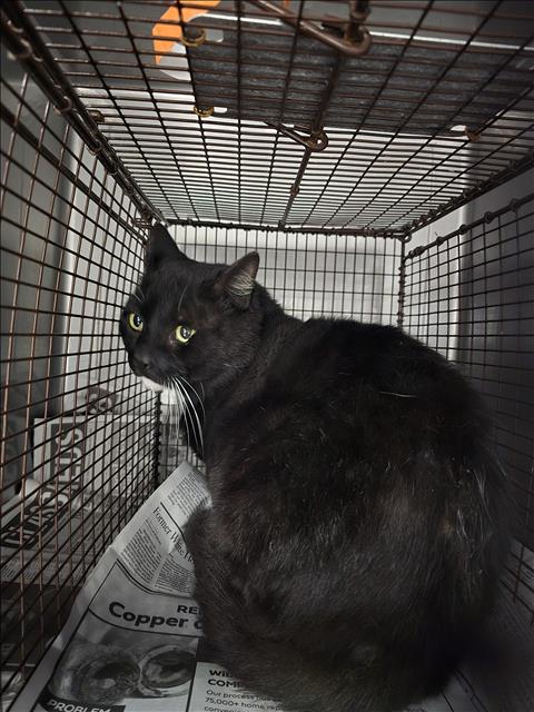 Shelter Stray Male Cat last seen , West Valley Animal Shelter, 20655 Plummer St, Chatsworth, CA 91311, USA