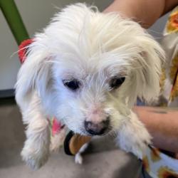 Shelter Stray Female Dog last seen , 1850 W 60th St, Los Angeles, CA 90047, USA