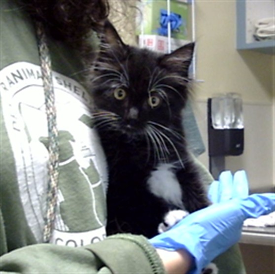 Shelter Stray Male Cat last seen Near BLOCK DEARBORN WAY AURORA CO 80011, 1241 W Bayaud Ave, Denver, CO 80223, USA