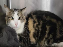 Shelter Stray Female Cat last seen , 14409 Vanowen St, Van Nuys, CA 91405, USA