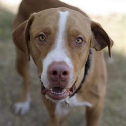 Shelter Stray Male Dog last seen NW 36TH ST AND COYOL ST, 4710 TX-151, San Antonio, TX 78227, USA