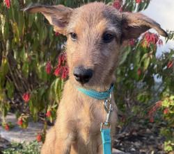 Shelter Stray Male Dog last seen Near BLOCK E HIGHLAND, 4710 TX-151, San Antonio, TX 78227, USA