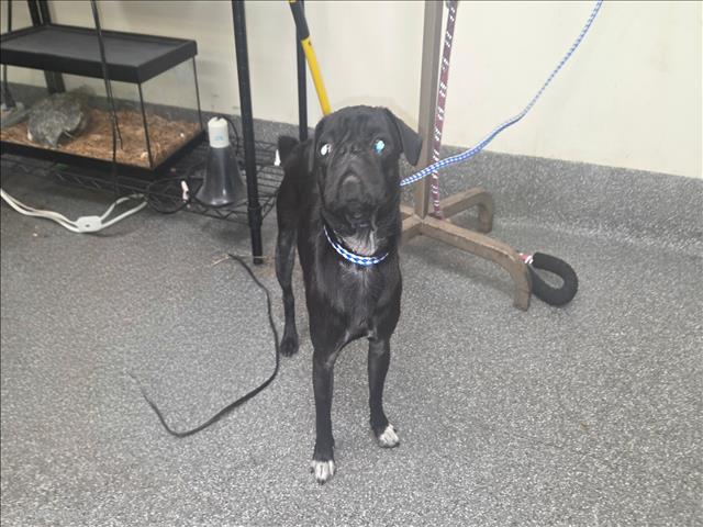 Shelter Stray Female Dog last seen , 3201 Lacy St, Los Angeles, CA 90031, USA