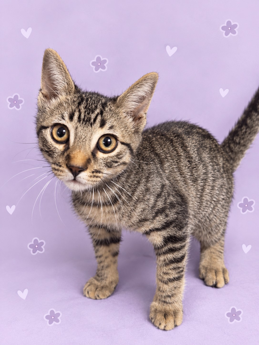 Shelter Stray Male Cat last seen , 3201 Lacy St, Los Angeles, CA 90031, USA