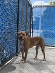 Shelter Stray Male Dog last seen Near BLOCK SW 248 ST, 3599 NW 79th Ave, Doral, FL 33122, USA