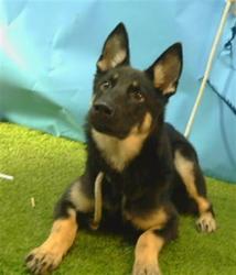 Shelter Stray Female Dog last seen , 216 W Victoria St, Gardena, CA 90248, USA
