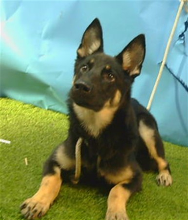 Shelter Stray Female Dog last seen , 216 W Victoria St, Gardena, CA 90248, USA