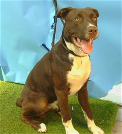 Shelter Stray Male Dog last seen , 216 W Victoria St, Gardena, CA 90248, USA
