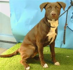 Shelter Stray Female Dog last seen , 216 W Victoria St, Gardena, CA 90248, USA