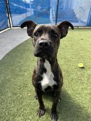 Shelter Stray Male Dog last seen Near BLOCK W 22ND CT, 3599 NW 79th Ave, Doral, FL 33122, USA
