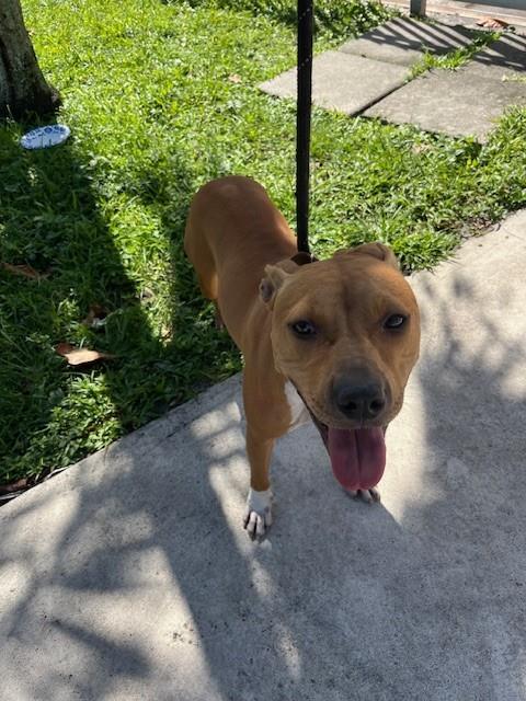 Shelter Stray Female Dog last seen Near BLOCK NW 16TH AVE, 3599 NW 79th Ave, Doral, FL 33122, USA