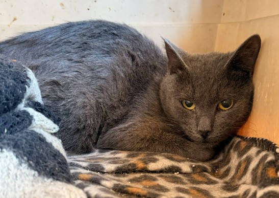 Shelter Stray Unknown Cat last seen E YALE LOOP/ALDERWOOD, 6443 Oak Canyon, Irvine, CA 92618, USA