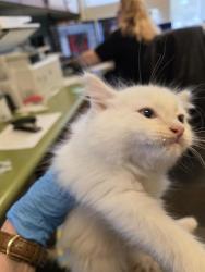 Shelter Stray Male Cat last seen Near BLOCK S 3960, 4522 W 3500 S, West Valley City, UT 84120, USA