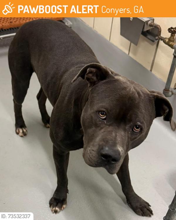 Found/Stray Unknown Dog last seen Located at Rockdale County Animal Service, 1506 Rockbridge Road, Conyers, GA 30012, Conyers, GA 30012