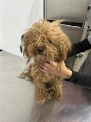 Shelter Stray Female Dog last seen Near BLOCK N ARTHUR AVE, FRESNO CA 93705 5126, 5277 E Airways Blvd, Fresno, CA 93727, USA