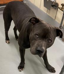 Found/Stray Unknown Dog last seen Located at Rockdale County Animal Service, 1506 Rockbridge Road, Conyers, GA 30012, Conyers, GA 30012
