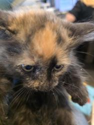 Shelter Stray Female Cat last seen Near BLOCK S 3960, 4522 W 3500 S, West Valley City, UT 84120, USA