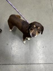 Shelter Stray Male Dog last seen Near BLOCK N ARTHUR AVE, FRESNO CA 93705 5126, 5277 E Airways Blvd, Fresno, CA 93727, USA