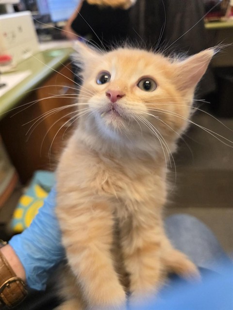 Shelter Stray Unknown Cat last seen Near BLOCK S 3960, 4522 W 3500 S, West Valley City, UT 84120, USA