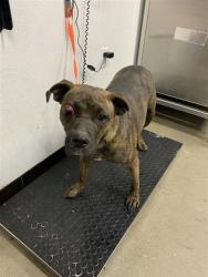 Shelter Stray Female Dog last seen Near BLOCK N FRESNO ST, FRESNO CA 93703 3711, 5277 E Airways Blvd, Fresno, CA 93727, USA