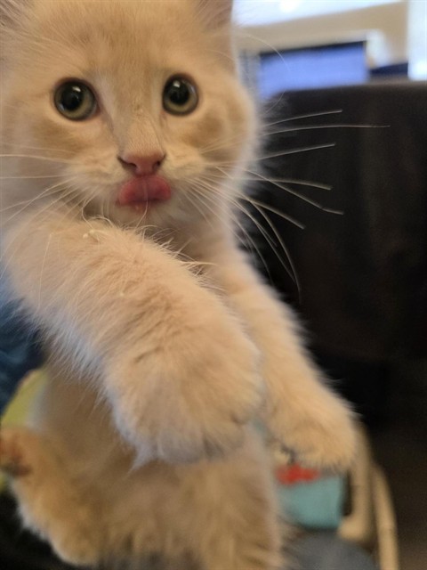 Shelter Stray Unknown Cat last seen Near BLOCK S 3960, 4522 W 3500 S, West Valley City, UT 84120, USA