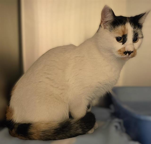 Shelter Stray Female Cat last seen Near BLOCK PALMETTO DR, 4522 W 3500 S, West Valley City, UT 84120, USA