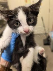 Shelter Stray Female Cat last seen Near BLOCK W HUMMINGBIRD ST, 4522 W 3500 S, West Valley City, UT 84120, USA