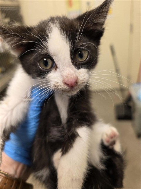 Shelter Stray Female Cat last seen Near BLOCK W HUMMINGBIRD ST, 4522 W 3500 S, West Valley City, UT 84120, USA