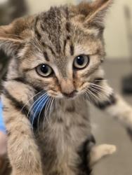 Shelter Stray Male Cat last seen Near BLOCK W HUMMINGBIRD ST, 4522 W 3500 S, West Valley City, UT 84120, USA