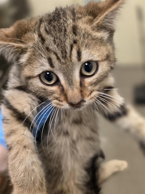 Shelter Stray Male Cat last seen Near BLOCK W HUMMINGBIRD ST, 4522 W 3500 S, West Valley City, UT 84120, USA