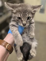 Shelter Stray Male Cat last seen Near BLOCK W HUMMINGBIRD ST, 4522 W 3500 S, West Valley City, UT 84120, USA