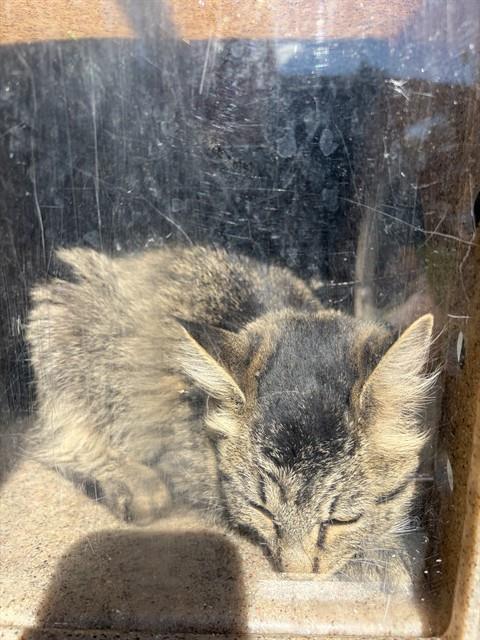 Shelter Stray Unknown Cat last seen Near BLOCK W BENVIEW DR, WEST VALLEY CITY UT 84120, 4522 W 3500 S, West Valley City, UT 84120, USA