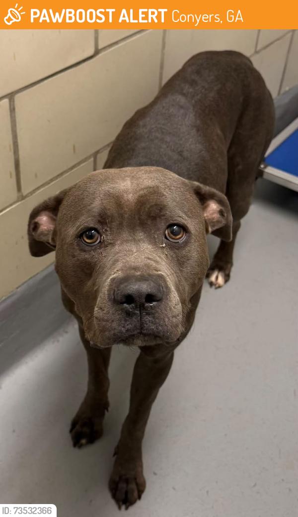 Found/Stray Unknown Dog last seen Located at Rockdale County Animal Service, 1506 Rockbridge Road, Conyers, GA 30012, Conyers, GA 30012