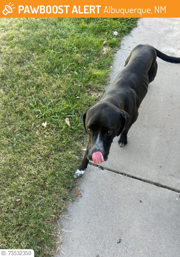 Found/Stray Female Dog last seen Morris & Candelaria, Albuquerque, NM 87112
