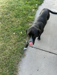 Found/Stray Female Dog last seen Morris & Candelaria, Albuquerque, NM 87112