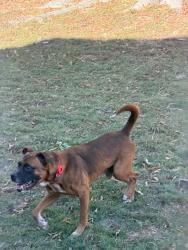 Reunited Male Dog last seen Verline Ct & Saddler Dr, Newport News, Newport News, VA 23608